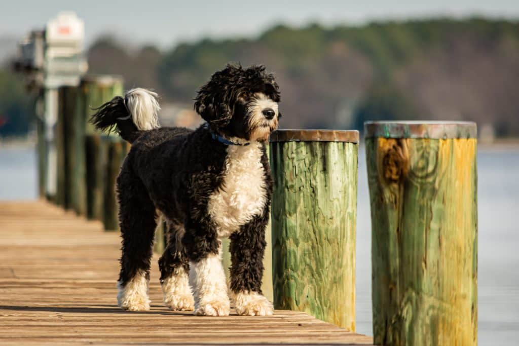 At a pier, a black and white Portuguese Water dog gazes at the water.