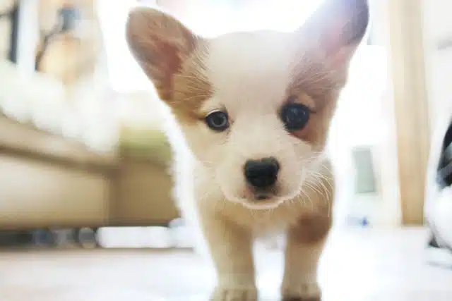 Beagle puppy has its photo taken for an adoption site