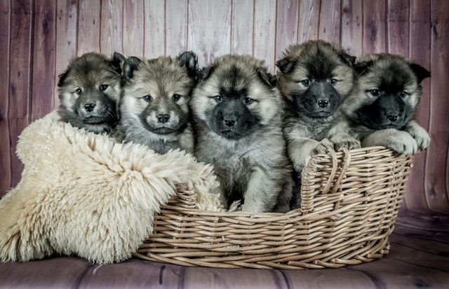 a litter of puppies for sale