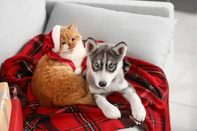 A cat wearing a Santa hat and a husky puppy, embodying the spirit of Christmas pets, are cosily lying on a red plaid blanket on the couch.