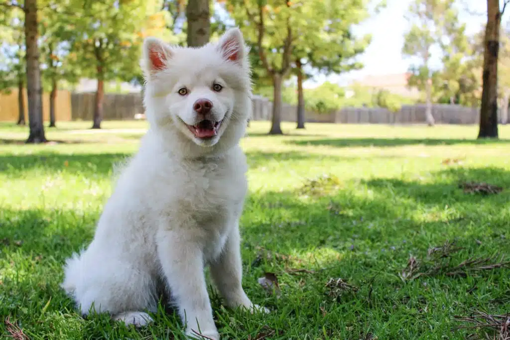 A happy Short-coated white dog plays in a green field.