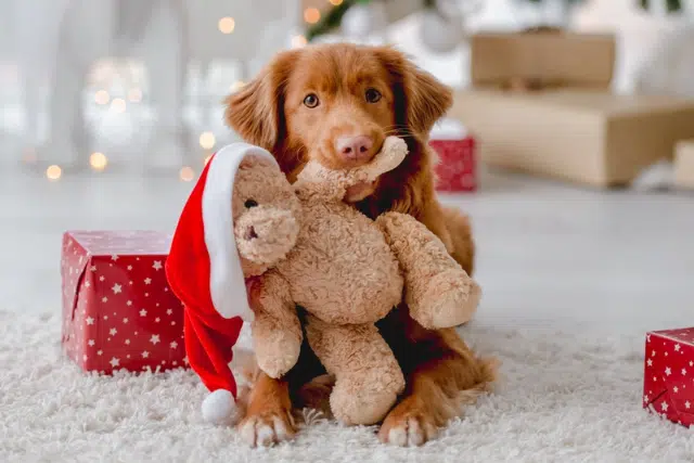 A cheerful Christmas pet scene: a dog, snug with a teddy bear and Santa hat, sits on a white rug surrounded by red gift boxes.