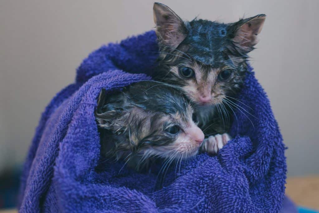 Two kittens are wrapped in a thick blue towel. 