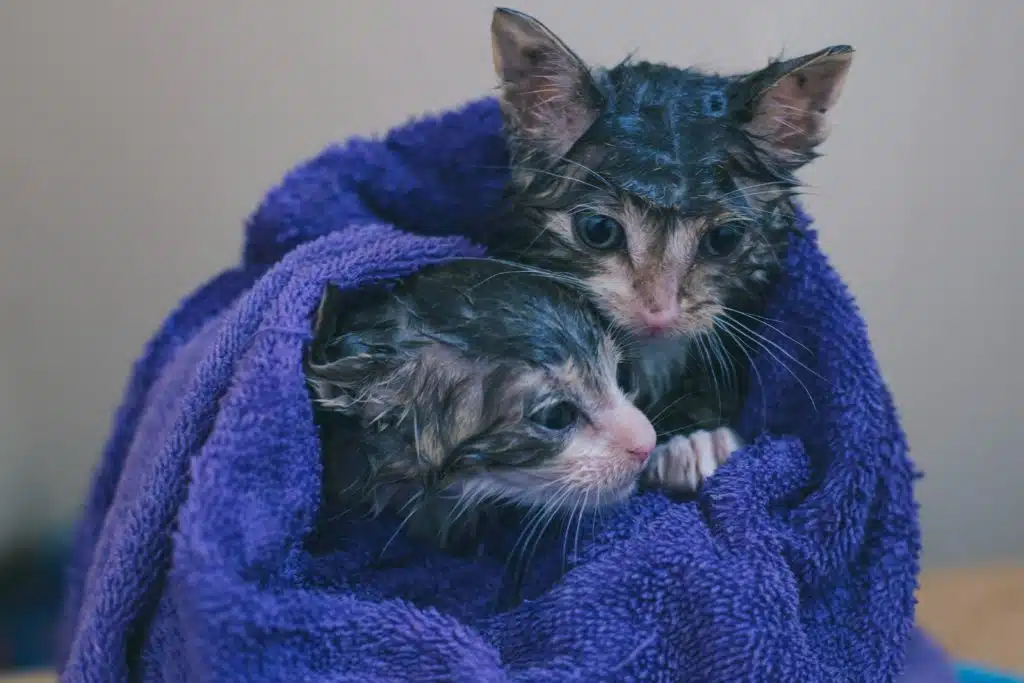Two kittens are wrapped in a thick blue towel.
