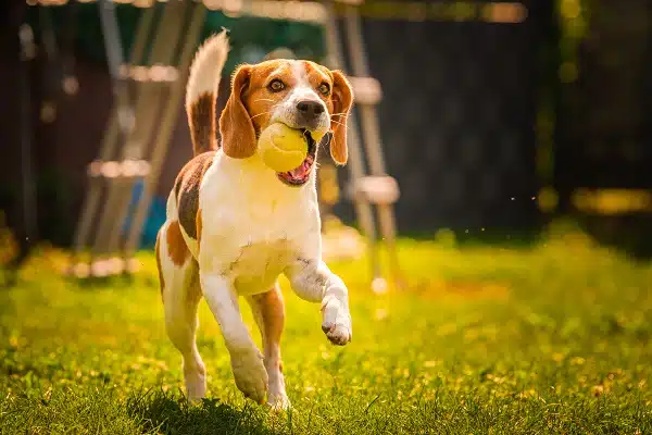 Beagle dog outside fetching a ball.