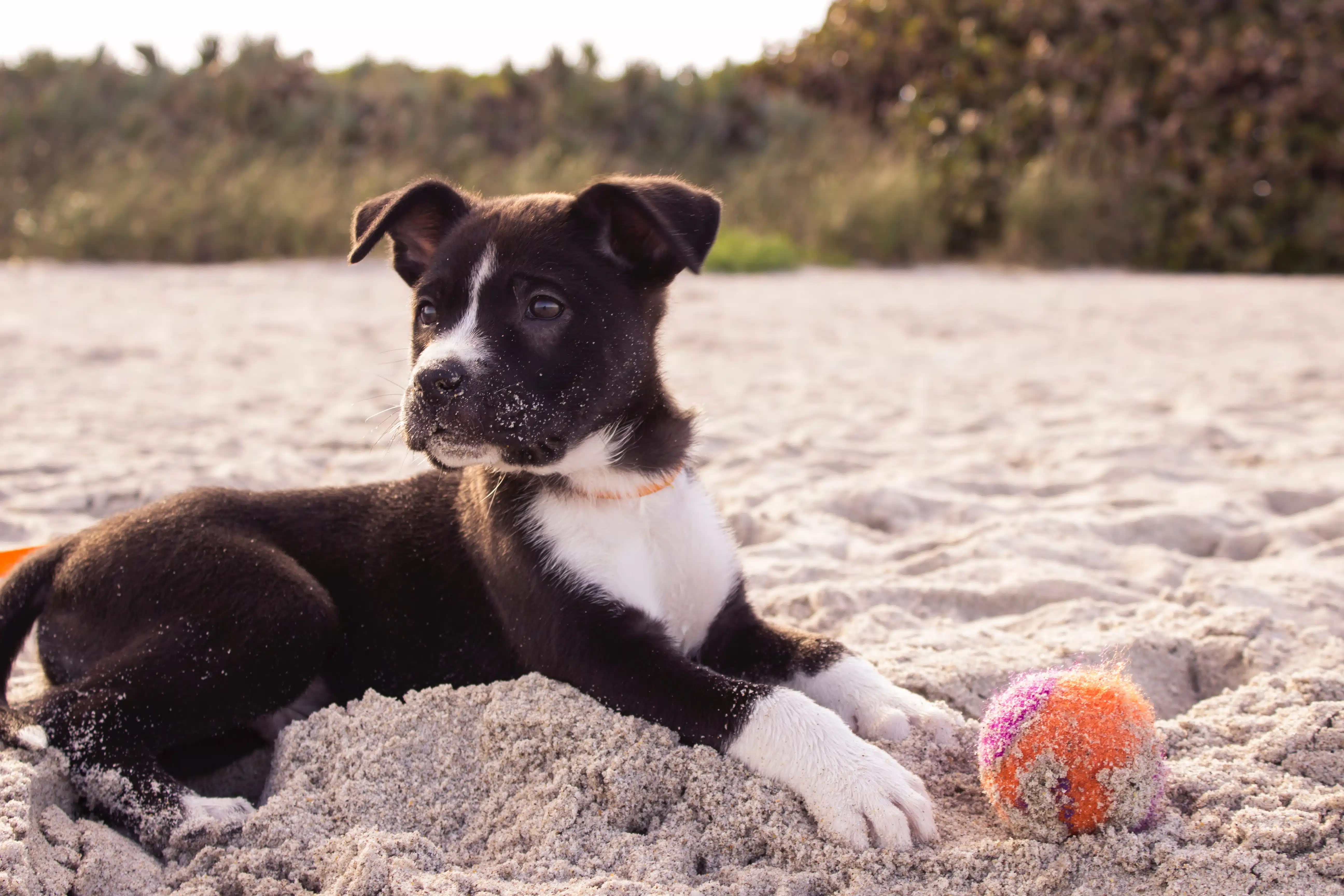 this black and white puppy on sand with a red ball is wondering if dogs can get sunburn