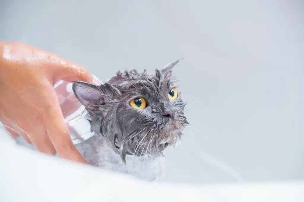 Grumpy cat with yellow eyes is being washed by its owner.