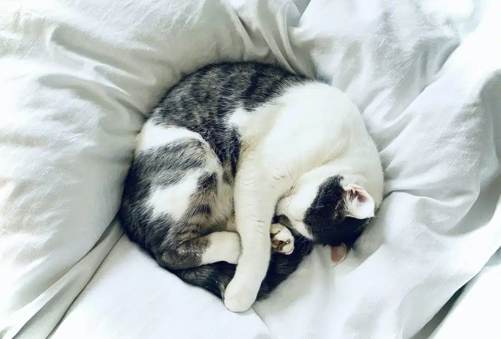 Black and white cat curled up on white bed.