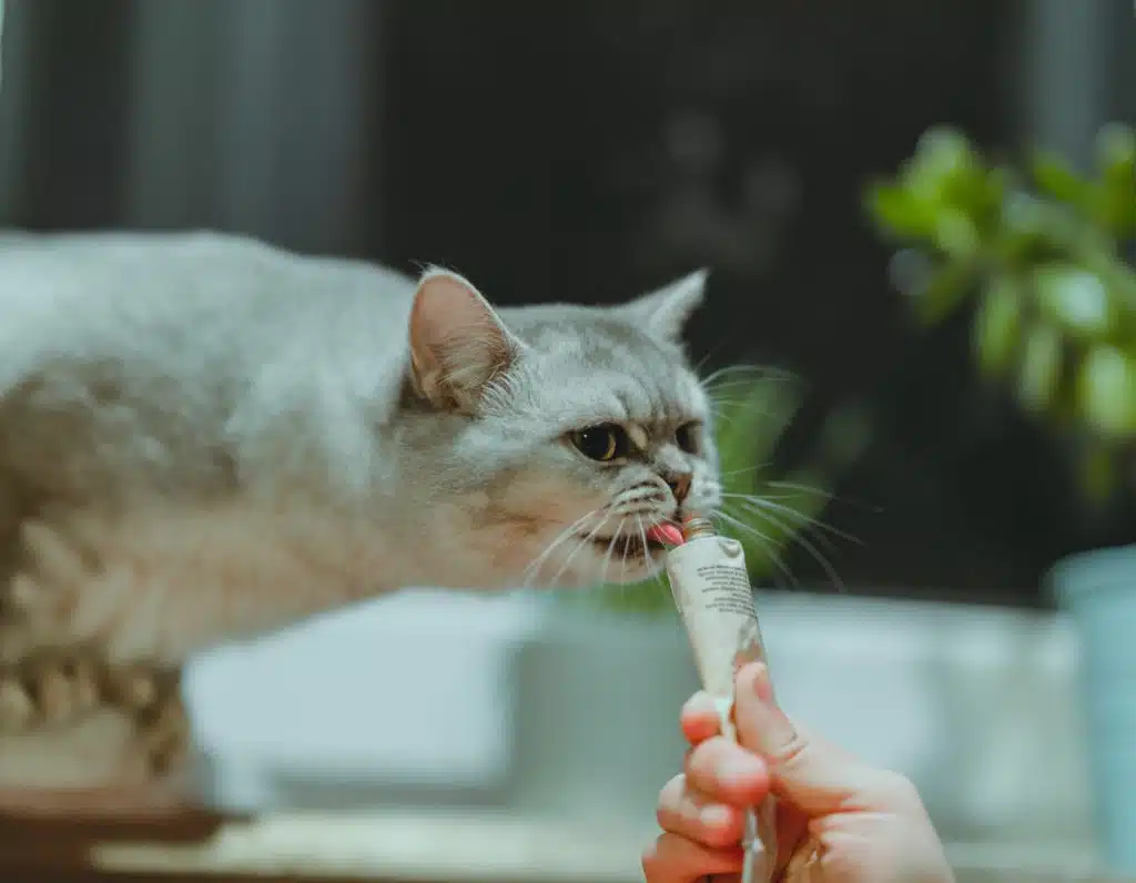 A curious cat licks at a peanut butter flavoured treat however peanut butter should be on a list of foods cats should avoid.