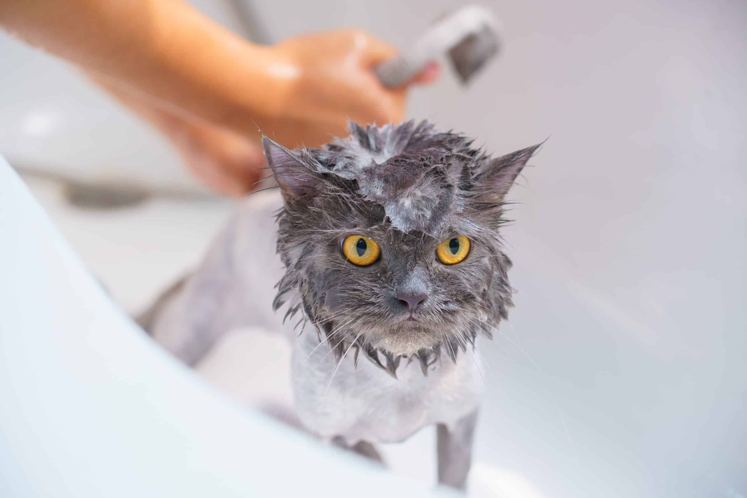 Gray Cat Bathing