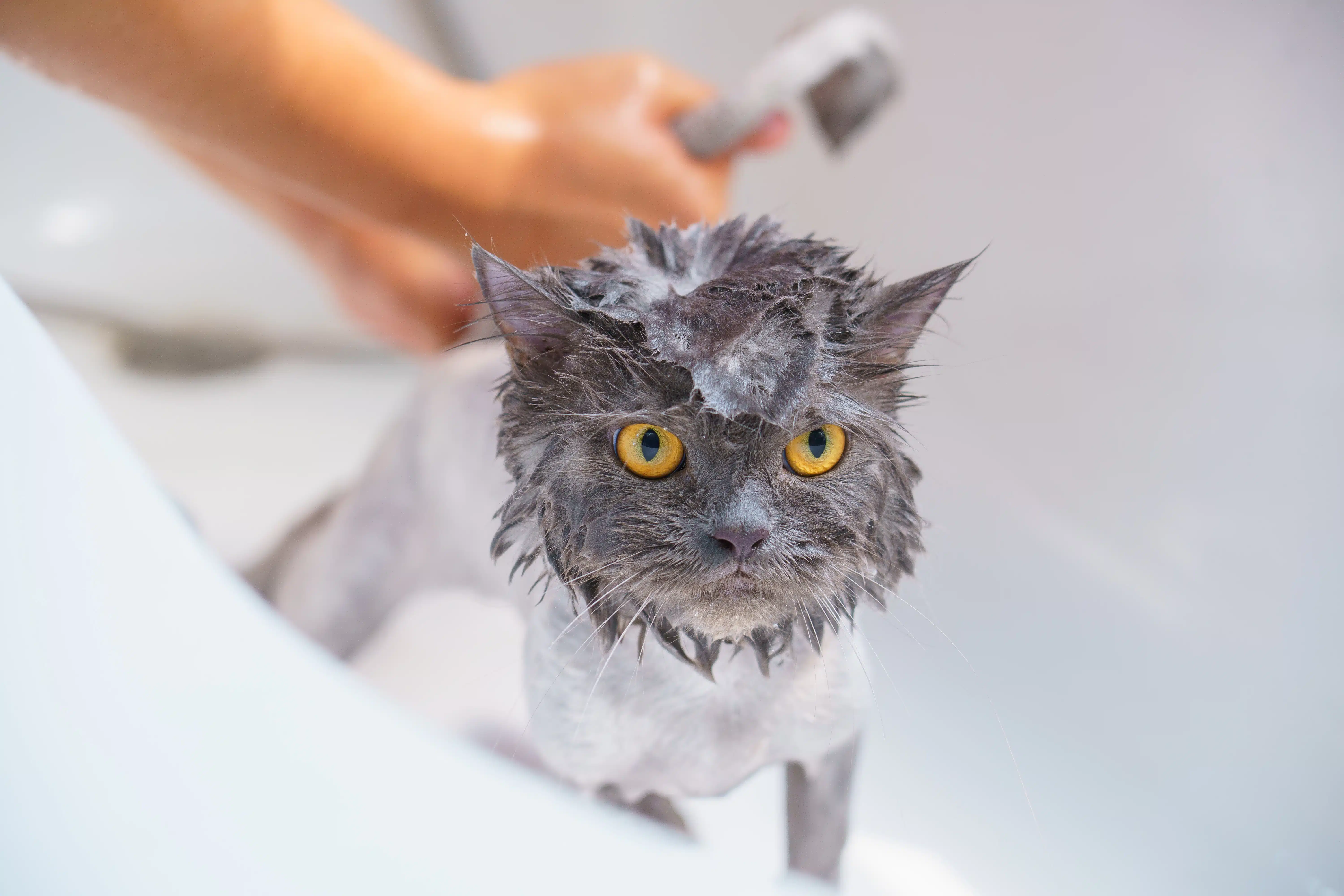 https://www.pd.com.au/wp-content/uploads/2022/12/cat-in-a-bath-scaled.jpg.webp