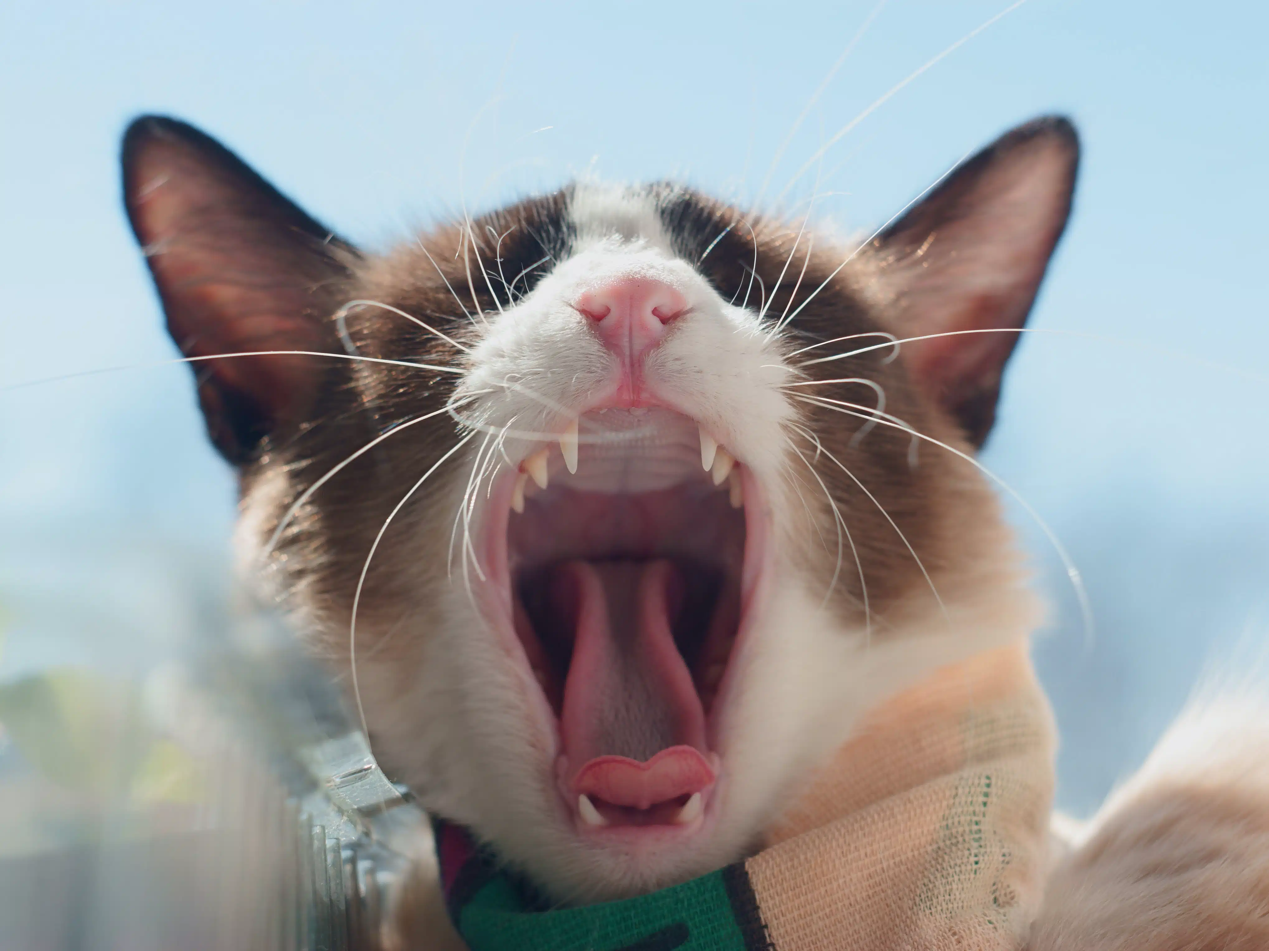 Black and white cat yawns, showing off its sparkly white teeth.