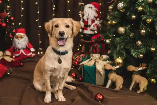 A smiling dog sits among festive Christmas decorations, including a tree, Santa figures, and gifts wrapped with care. This joyful scene highlights the holiday spirit and reminds us not to forget those perfect pet gifts when giving Christmas gifts for our furry friends.