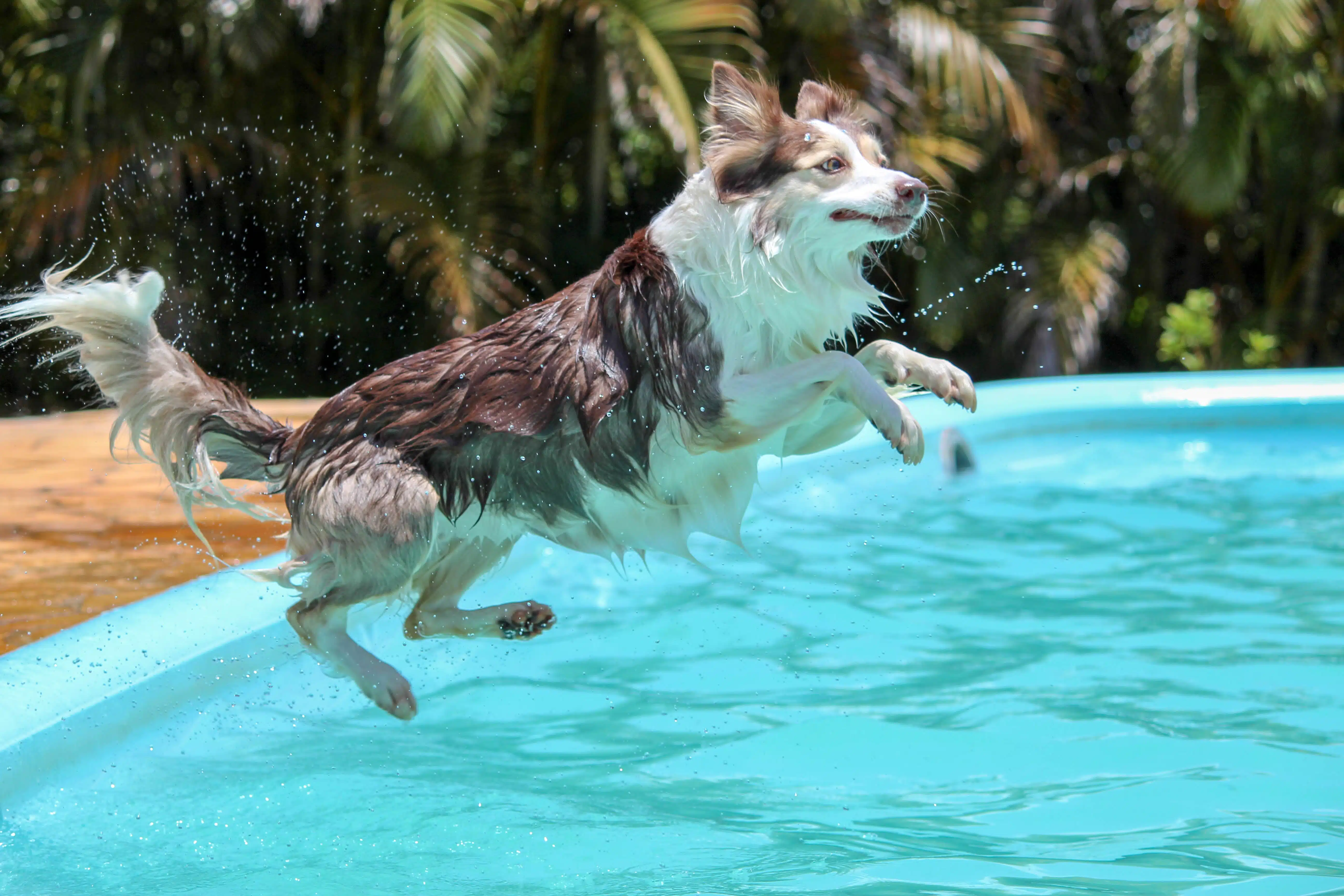 A happy dog learning to swim in a pool.