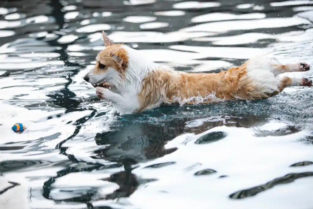 Welsh Corgi playing with a ball in a swimming pool.