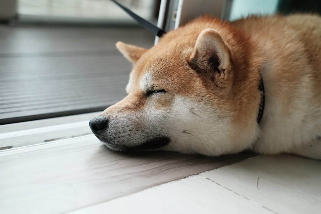 Dogs, like this tan dog napping, should sleep indoors rather than outside at night.