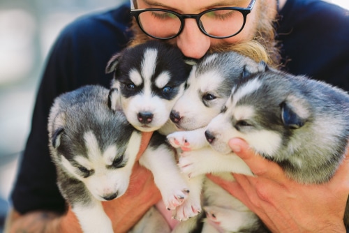 One of Australia's responsible dog breeders nuzzles four husky puppies, two in each hand.