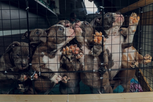 A group of puppies crowd together behind a black wire cage, pressing their noses and paws against it - these are puppies from a backyard breeder (or puppy farm), which is the opposite of responsible dog breeders.