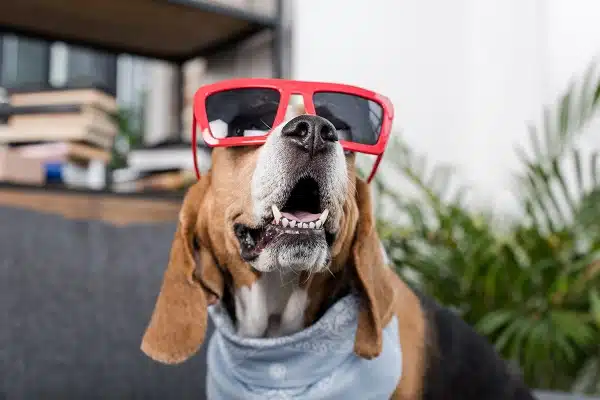 funny beagle dog in red sunglasses and bandana sitting at home