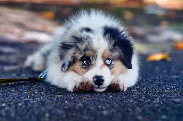 cute sheep dog is one of a litter of puppies for adoption