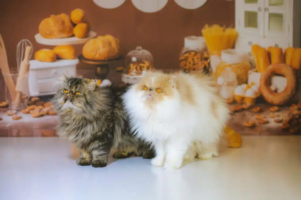 Two fluffy cats, one with dark fur and the other with light fur, sit in front of a kitchen-themed backdrop brimming with bread, pastries, and pasta, creating a cozy scene reminiscent of preparations for a festive Christmas dinner.