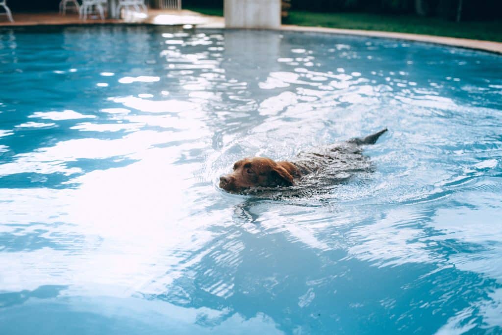 Gorgeous brown dog swims in a sparkling swimming pool to his pal, a Portuguese Water dog.