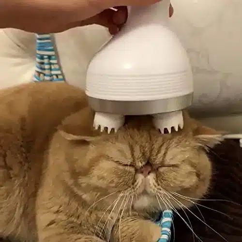 A cat getting a head machine. check out our guide of gifts for cats