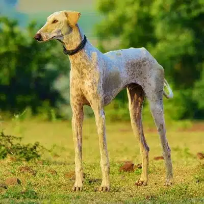 A Mudhol hound. Like the Indian Pariah dog, this is a rare dog breed from India