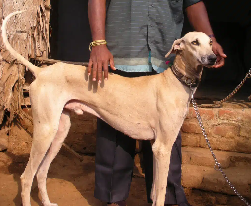 A male chippiparai. Like the Indian Pariah dog, this is a rare dog breed from India