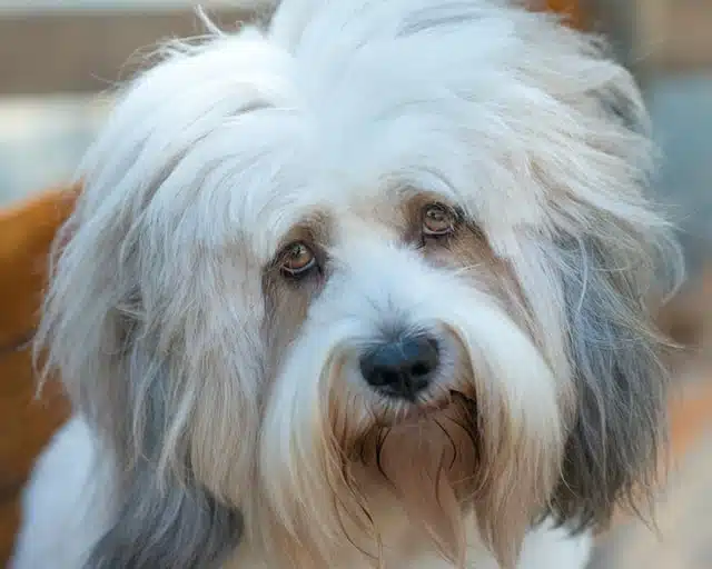 dog with depression