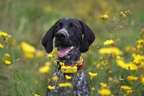a dog wears a pet tracker collar with the latest pet tech in Australia