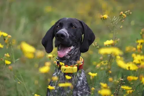 a dog wears a pet tracker collar with the latest pet tech in Australia. This dog's pet parent may be aware of the 333 rule for dogs when 