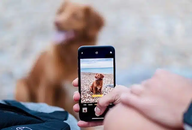 owner takes a snap of dog for social media