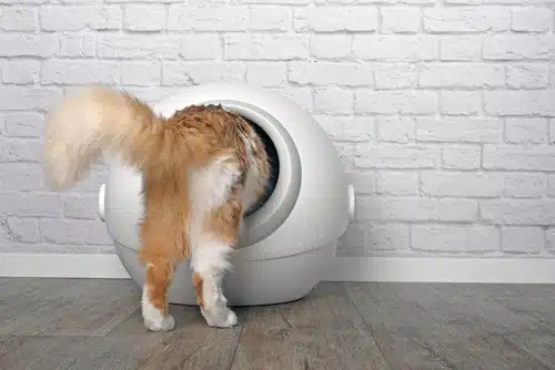Australian cat uses self cleaning litterbox that works with pet tech