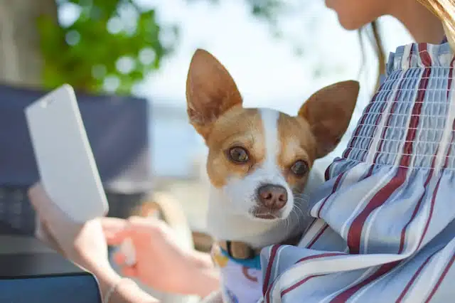 PD member submits a pet insurance claim on their phone
