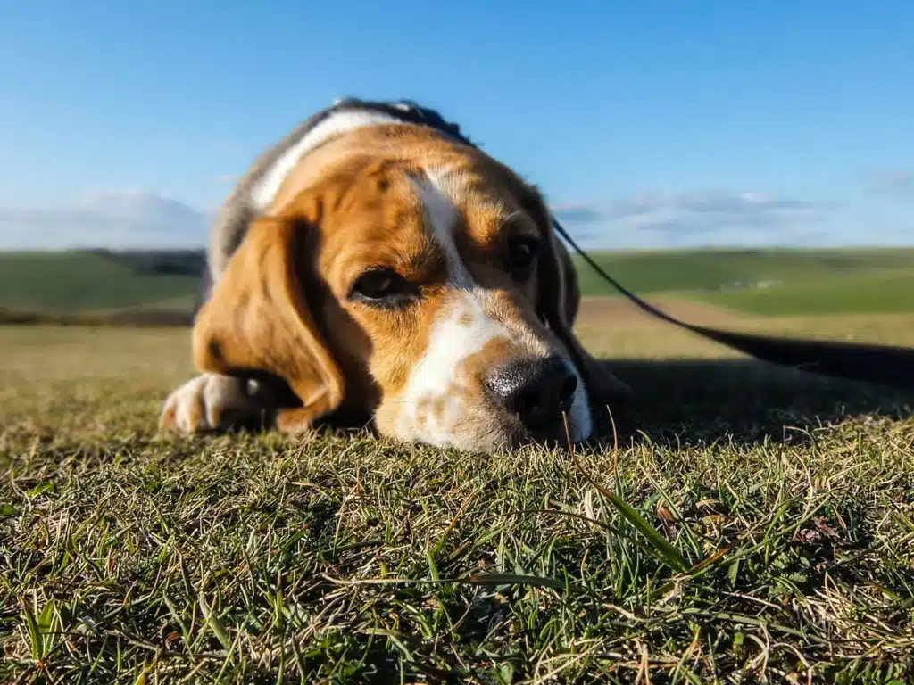Beagle epilepsy shows itself between the ages of 18 months and five years old.