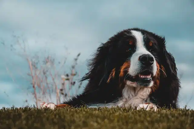 A large, fluffy dog with black, white, and brown fur rests on a grassy hill with a cloudy sky in the background. Known for being one of the giant dog breeds, this gentle giant seems perfectly content in its serene surroundings.