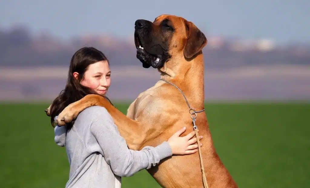 A woman hugging the biggest dog in the world in a field.