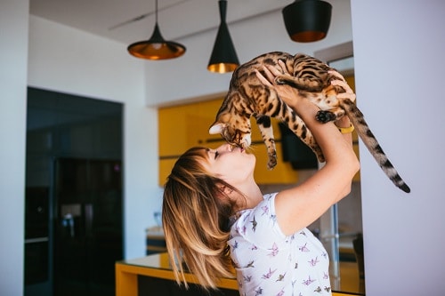 Cheerful woman raises a Bengal cat. the crazy cat lady stereotype endures in 2023
