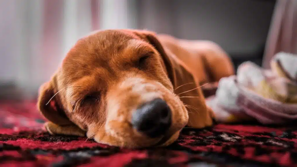 Experts say the benefits of desexing your dog like this brown canine, outweighs any perceived drawbacks.