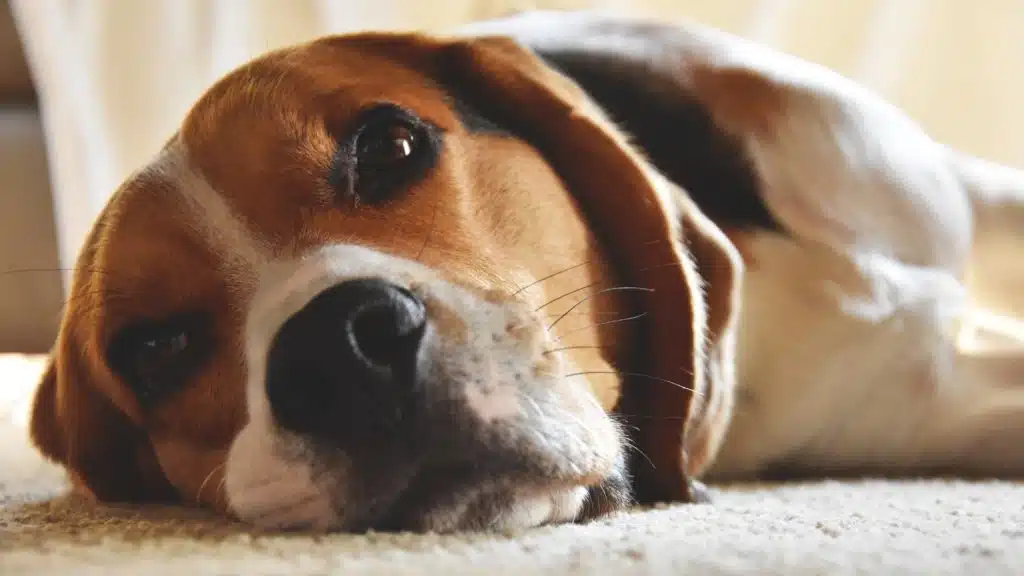 Once this Beagle dog responds well to medication, there’s a good chance it can lead a fairly normal and healthy life.