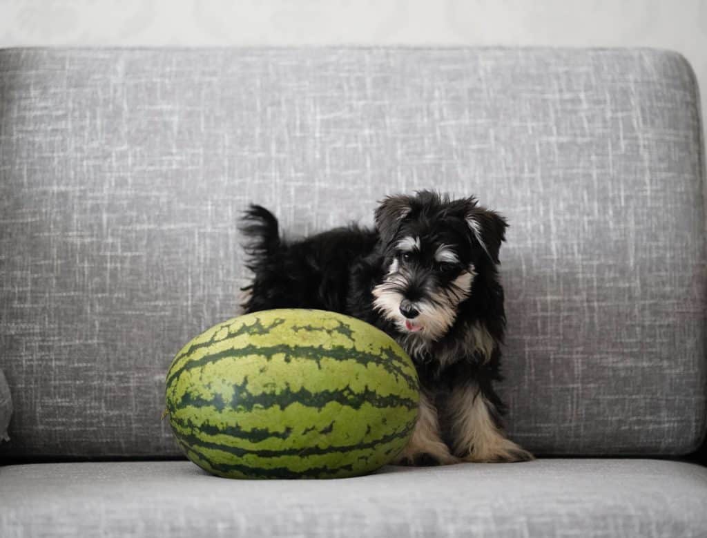 There's no stopping this eager dog from eating watermelon.