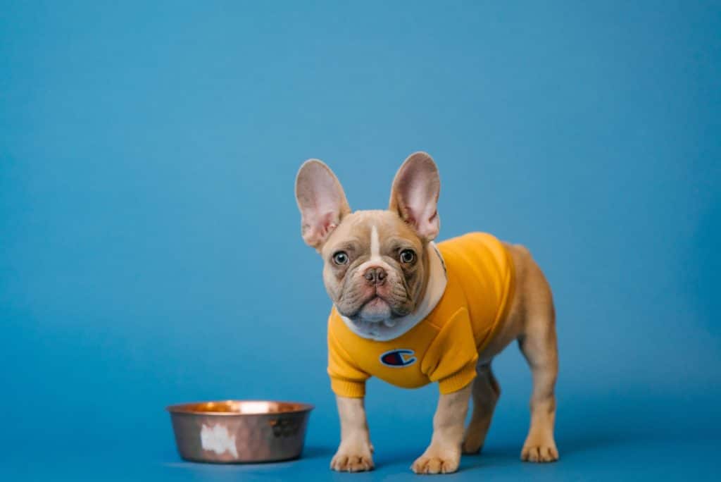 Avoid adding any milk (or sugar) to this dog's Weetbix.