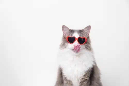 A cat with red heart sunglasses. check out our guide of gifts for cats