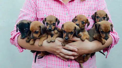 ethical breeder holds a litter of sausage dog puppies