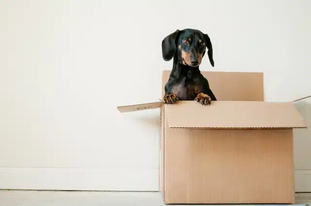 wiener dog in a cardboard box den