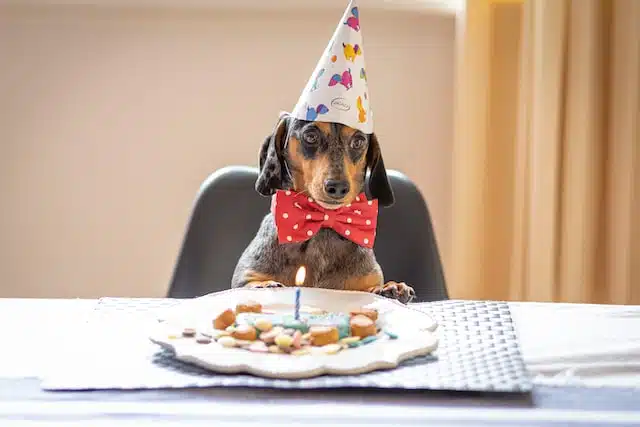 cute sausage dog has a birthday party with a cake
