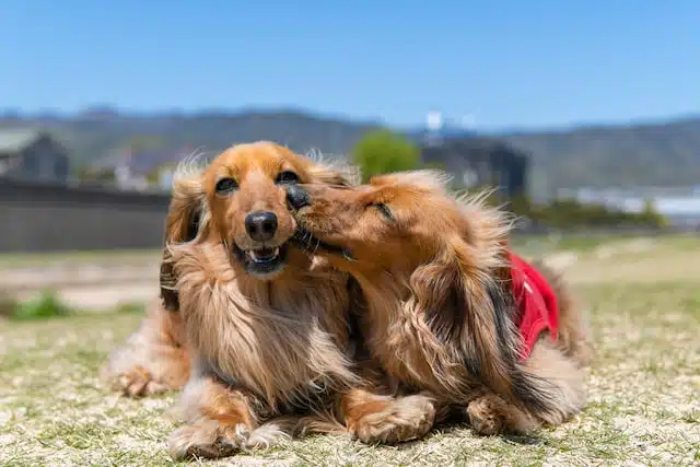two funny and cute sausage dogs show one another affection