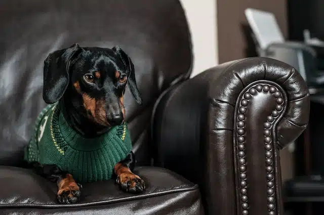 grumpy but cute Dachshund in a dog jersey