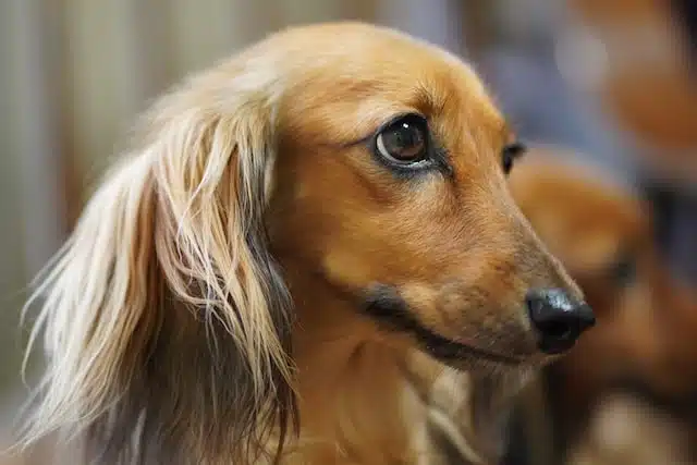 long hair sausage dog